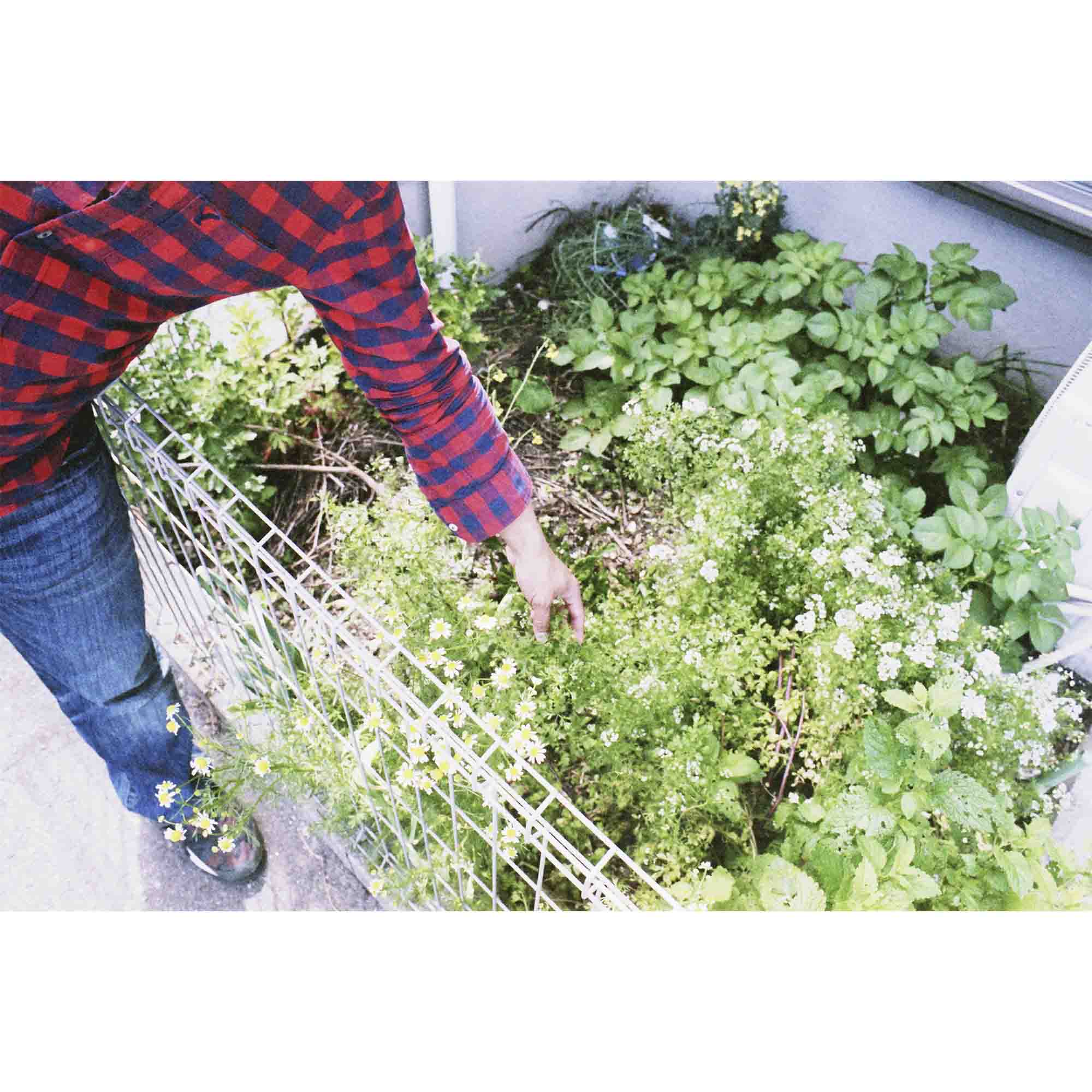 garden 2